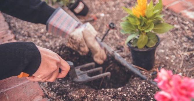 5 Safety Tips for Gardeners image